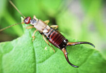 Myths About Earwigs That Will Totally Gross You Out