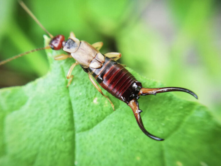 Myths About Earwigs That Will Totally Gross You Out